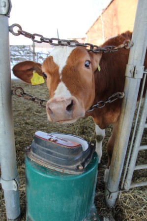 Поилки для коров и телят, системы подогрева и циркуляции воды