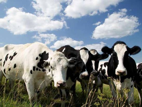 уход и содержание за коровами коровы на лугу
